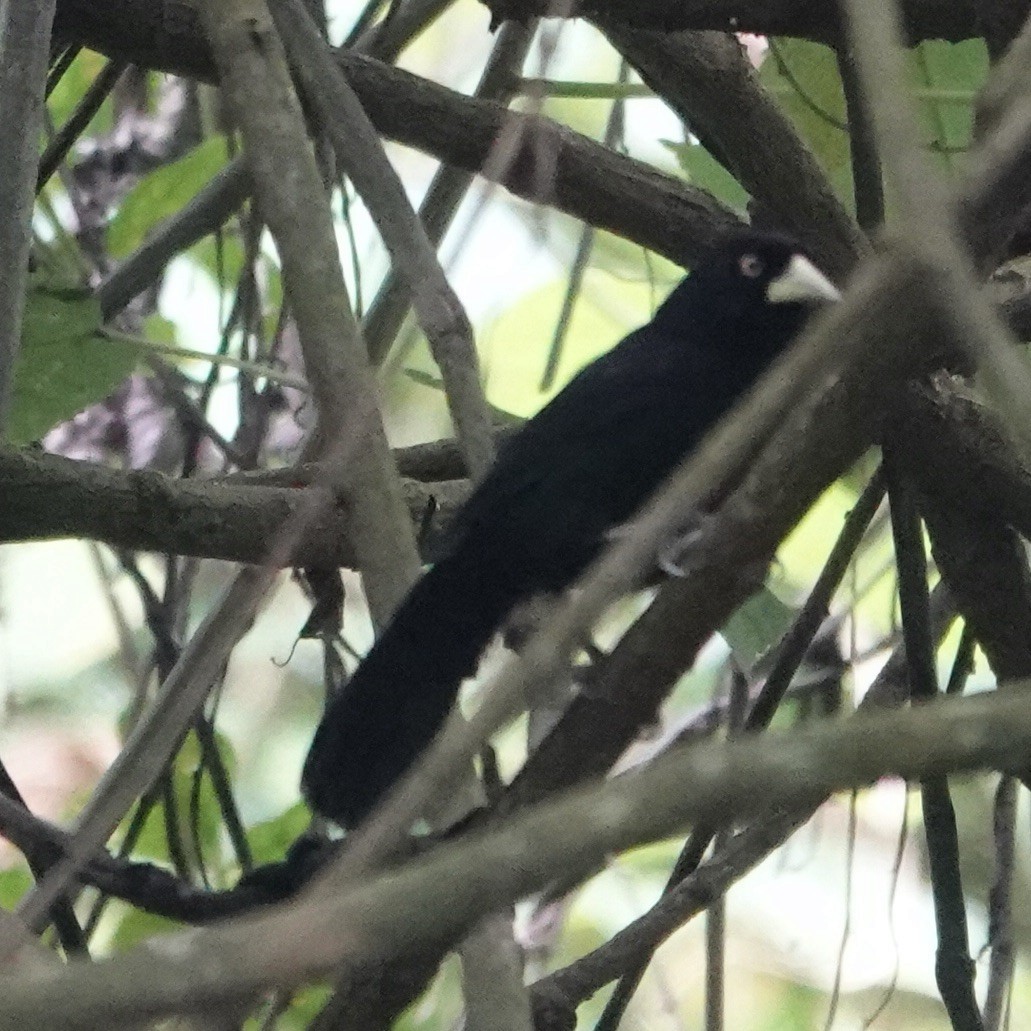 Yellow-billed Cacique - ML622705051