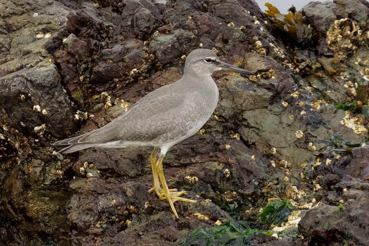 alaskavandresnipe - ML622705175