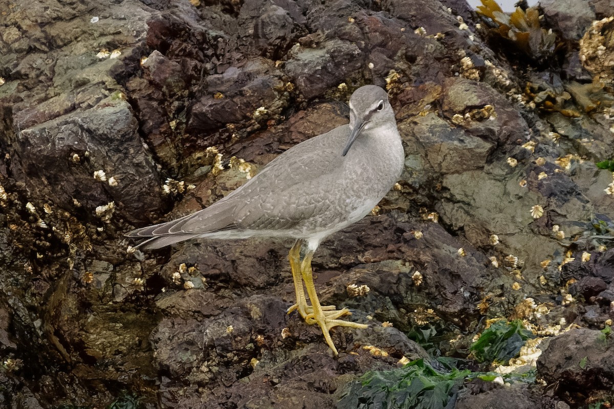 alaskavandresnipe - ML622705176