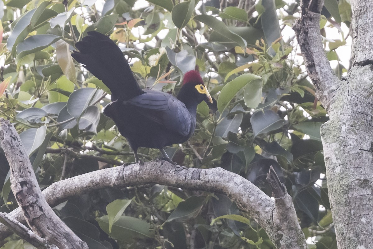 Ross's Turaco - ML622705193