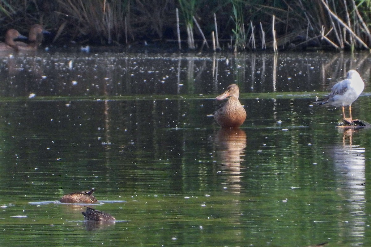 Northern Shoveler - Vladislav Železný