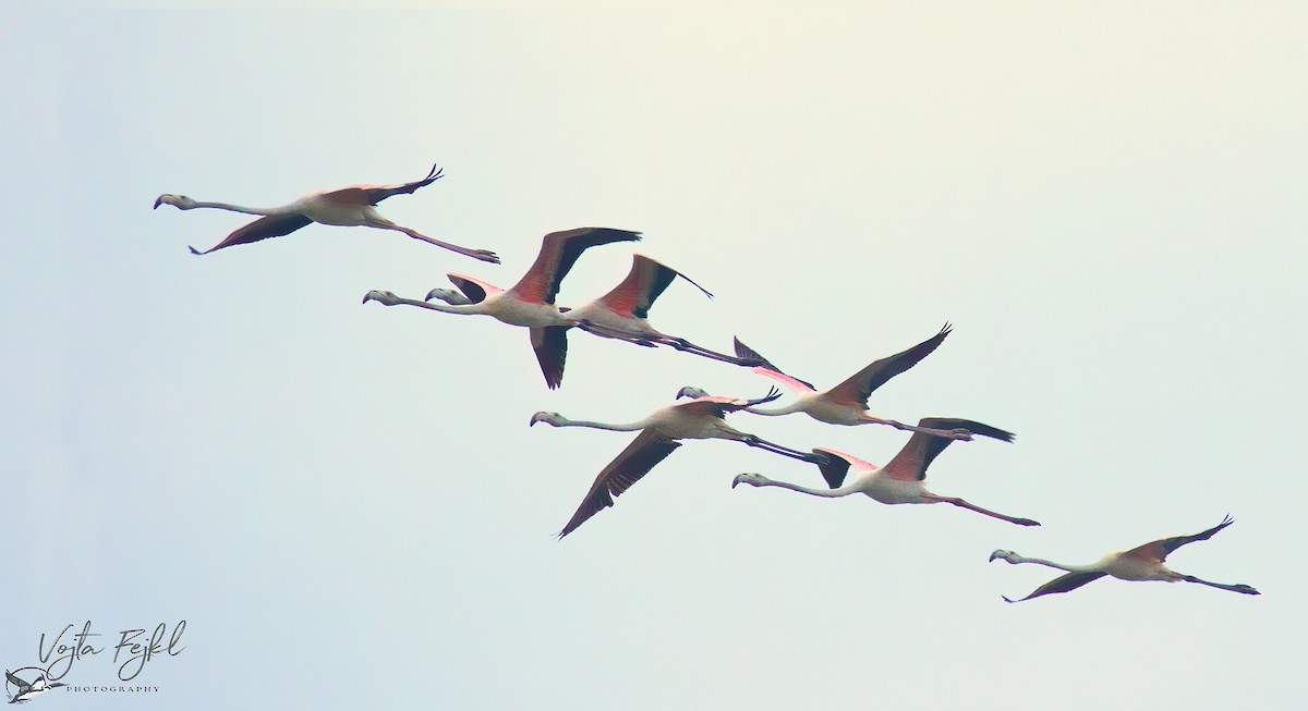 rosenflamingo - ML622705219