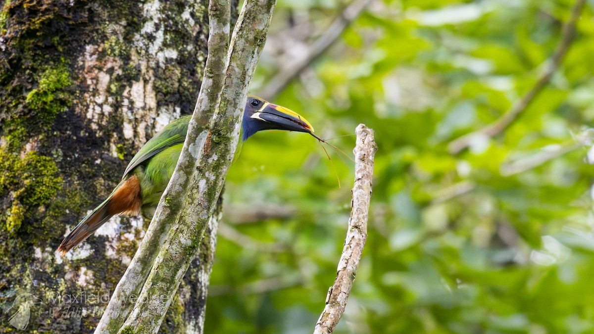 Northern Emerald-Toucanet (Blue-throated) - ML622705233