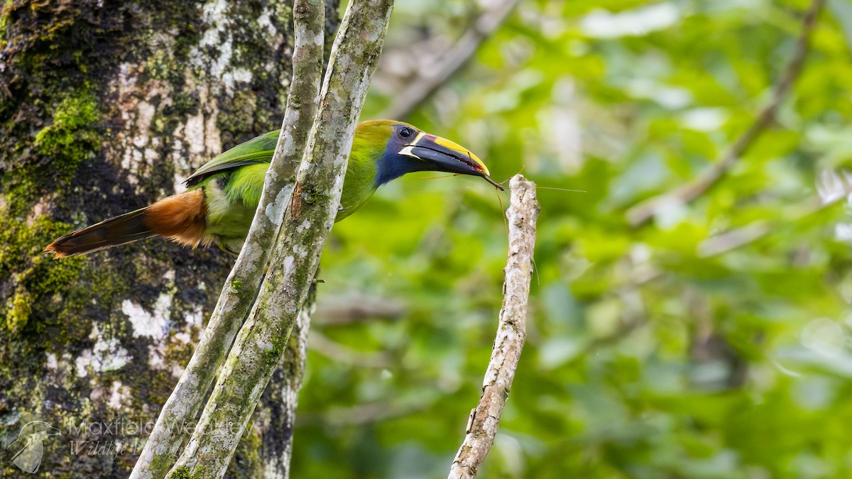 Northern Emerald-Toucanet (Blue-throated) - ML622705234