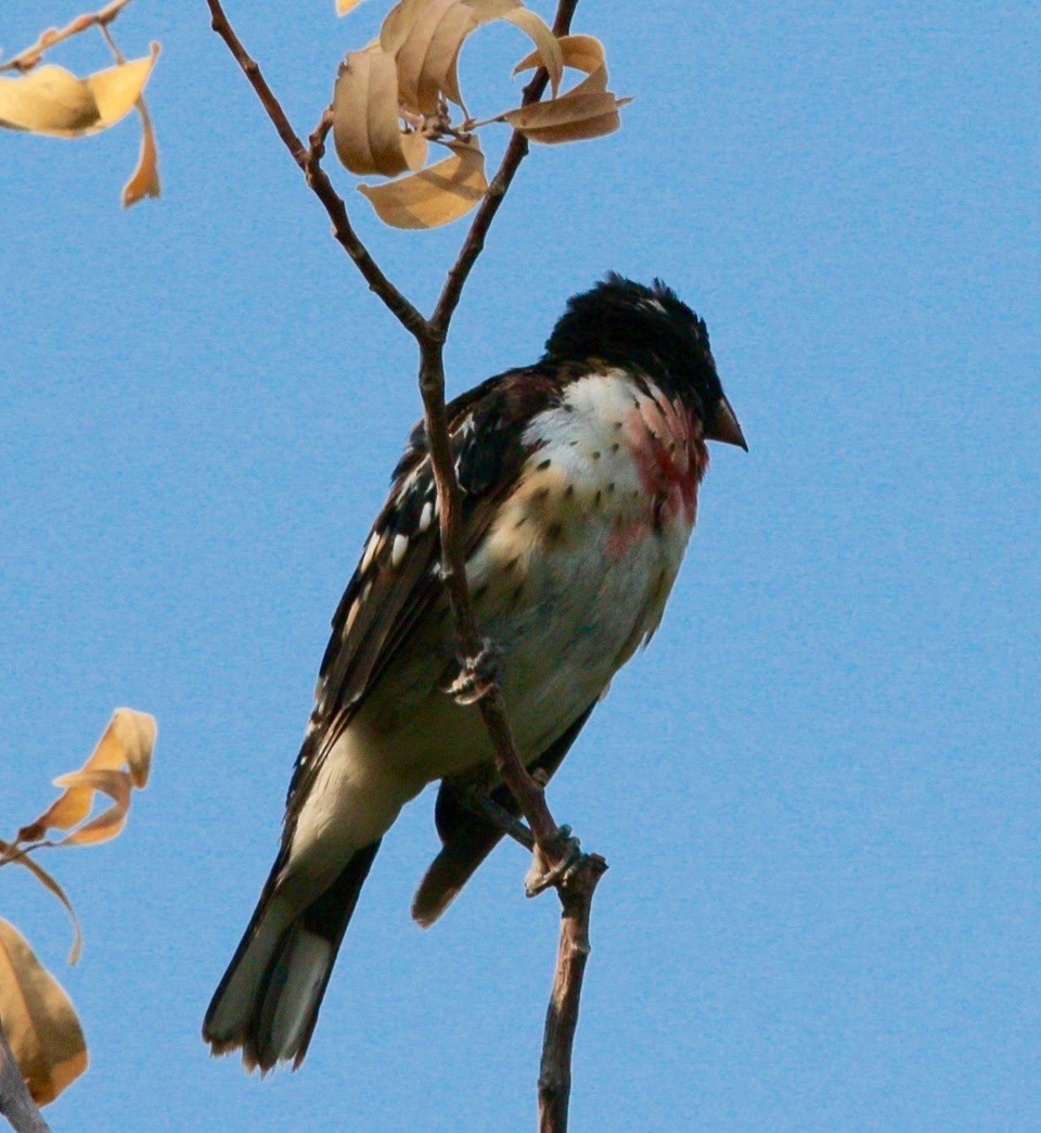 Rose-breasted x Black-headed Grosbeak (hybrid) - ML622705239