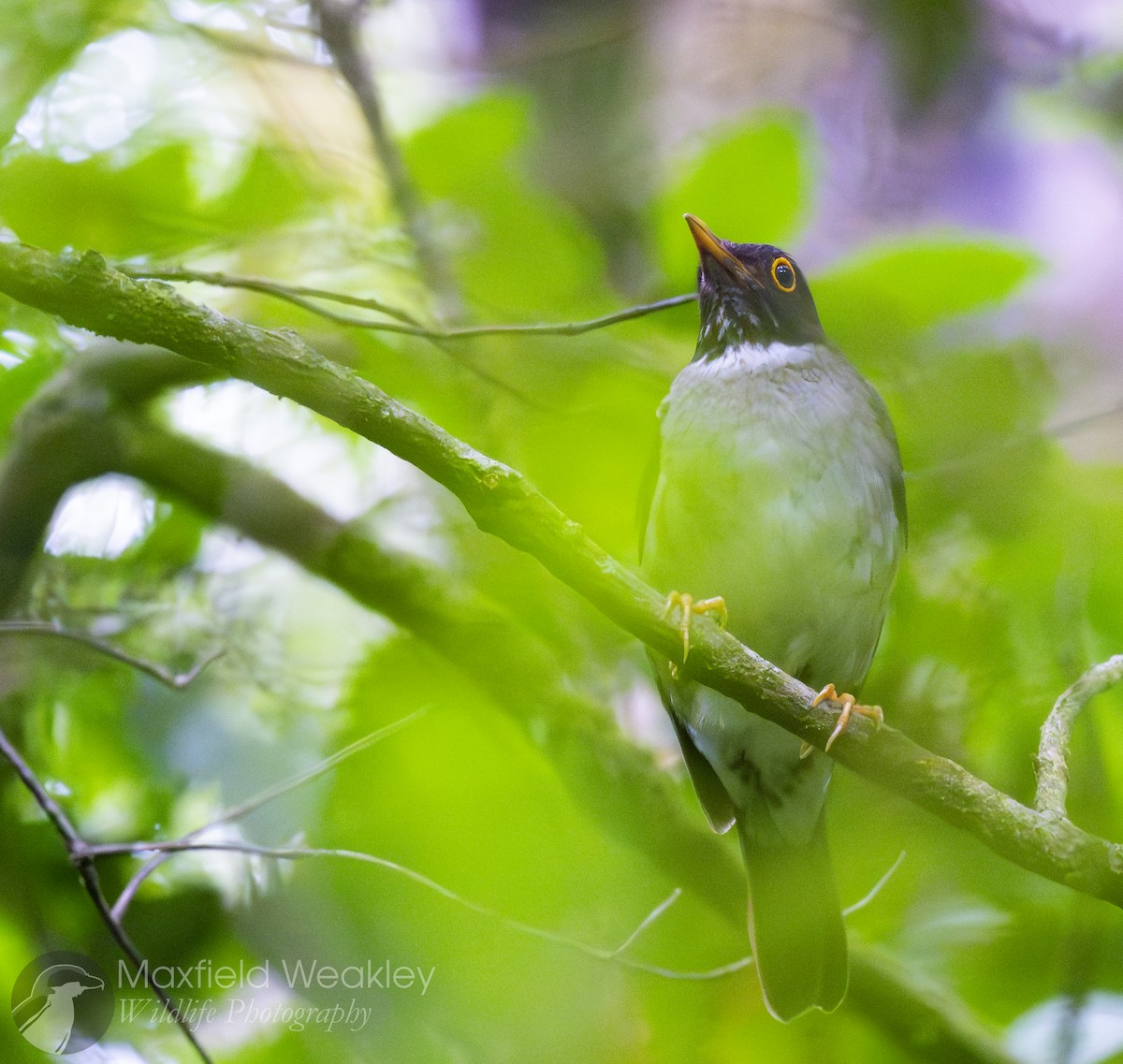 White-throated Thrush - ML622705252