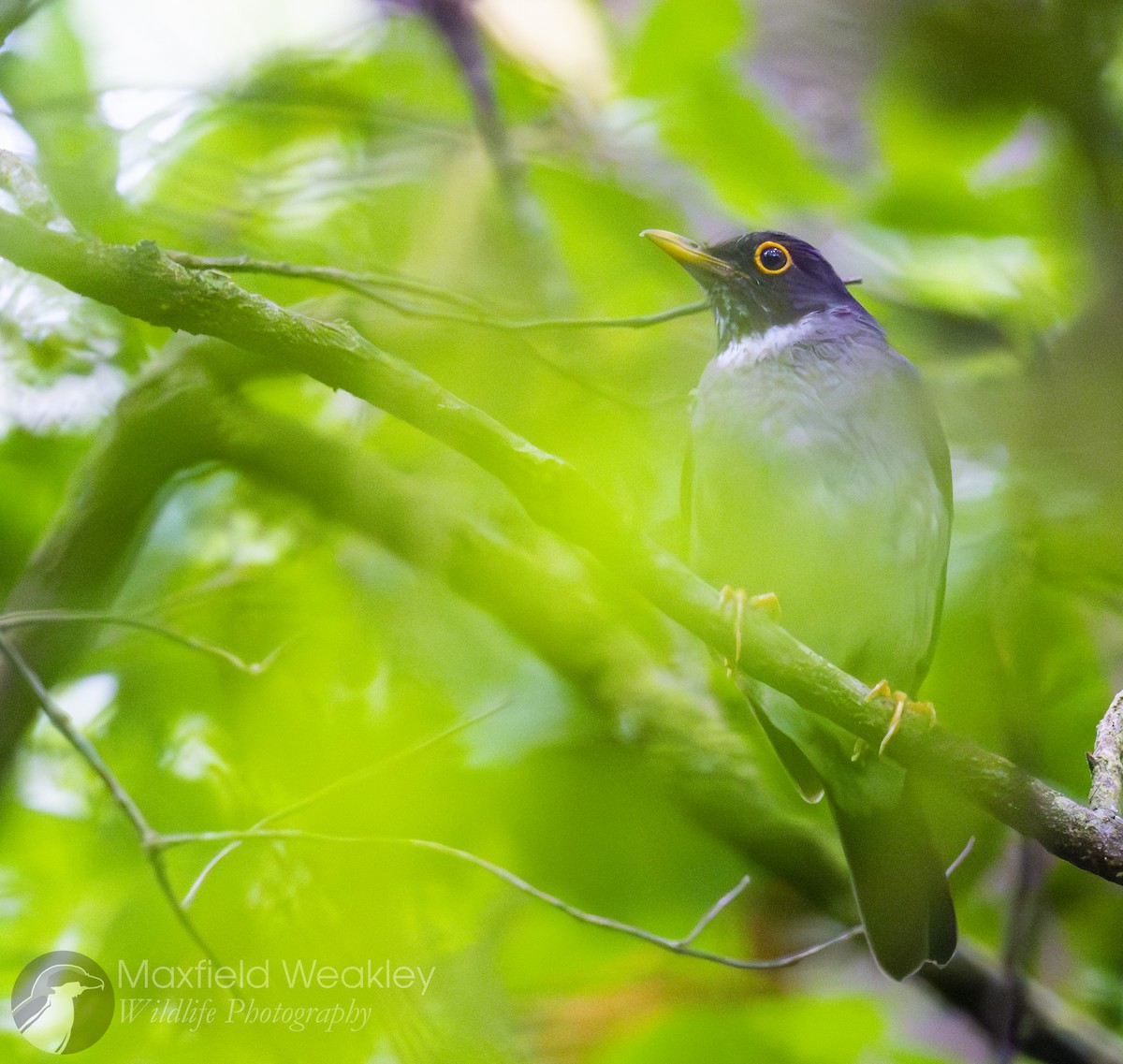 White-throated Thrush - ML622705253