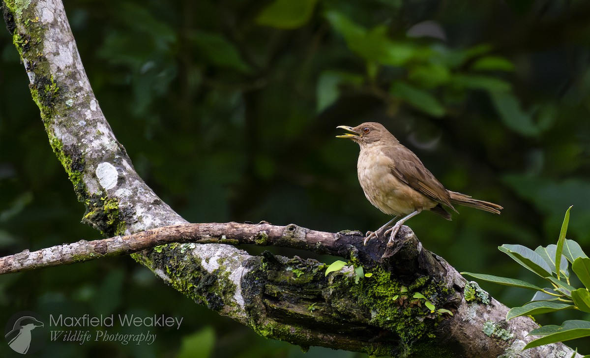 Clay-colored Thrush - ML622705254