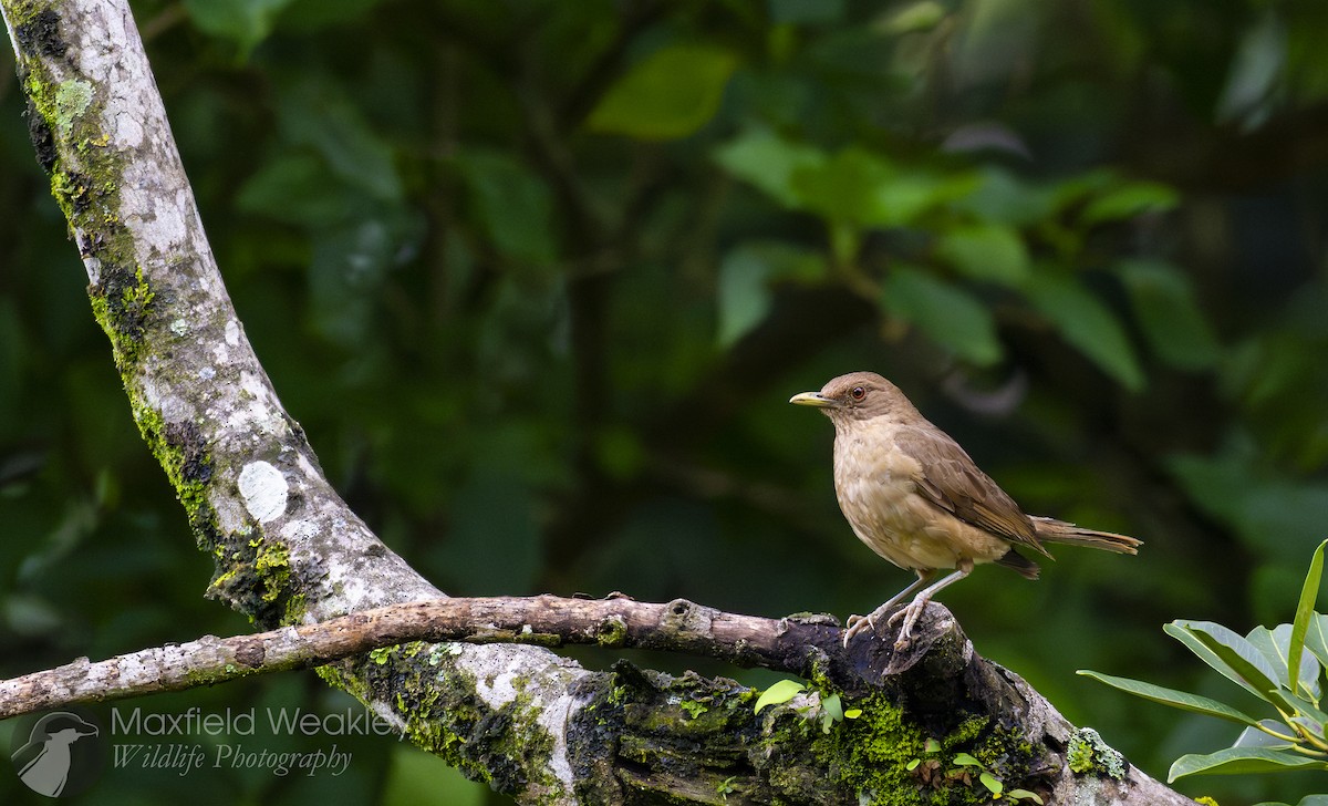 Clay-colored Thrush - ML622705255