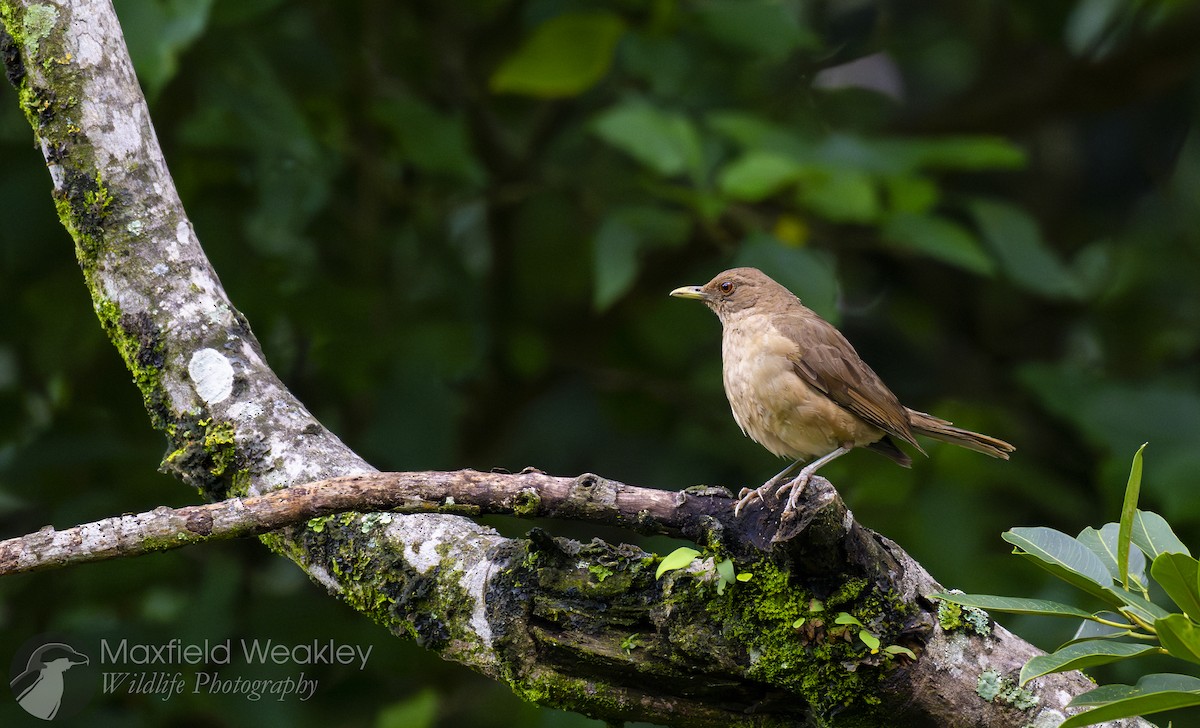 Clay-colored Thrush - ML622705256