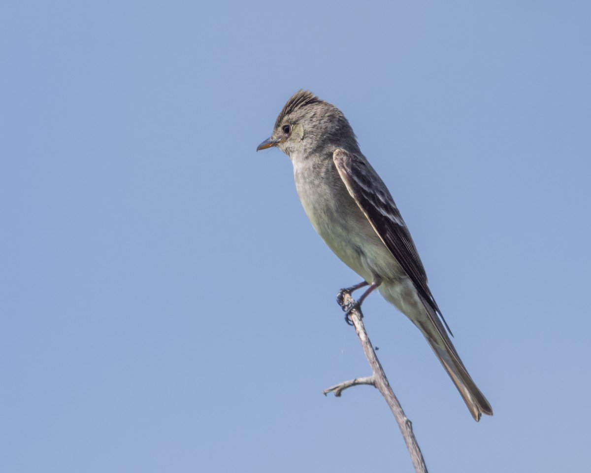 Eastern Wood-Pewee - Karl Wirth