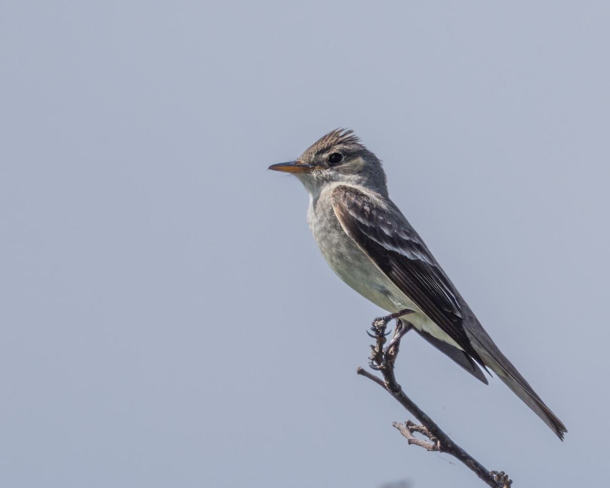 Eastern Wood-Pewee - ML622705260