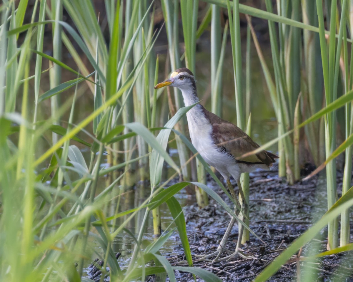 Northern Jacana - ML622705264