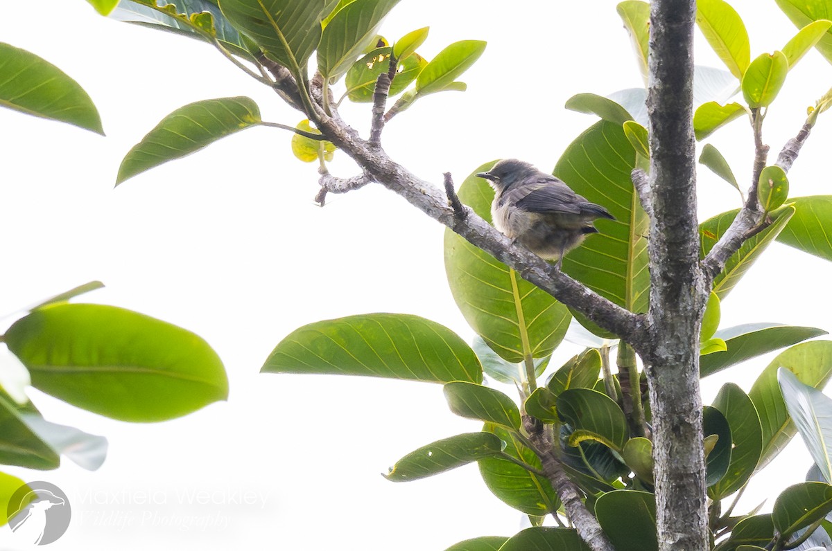 Scarlet-thighed Dacnis - ML622705266