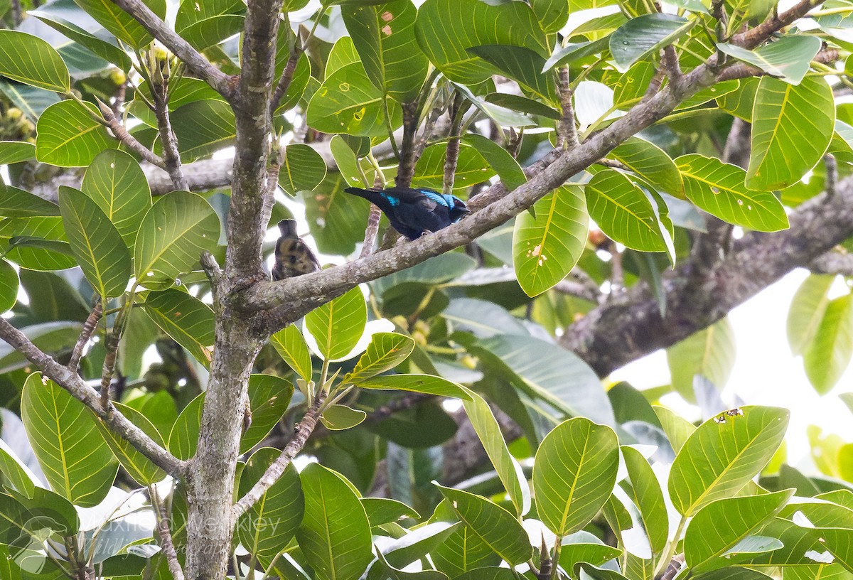 Dacnis Muslirrojo - ML622705267