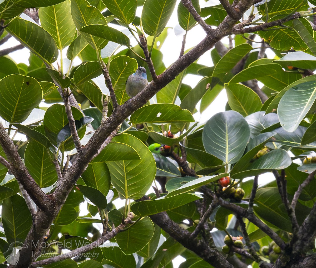 Scarlet-thighed Dacnis - ML622705268