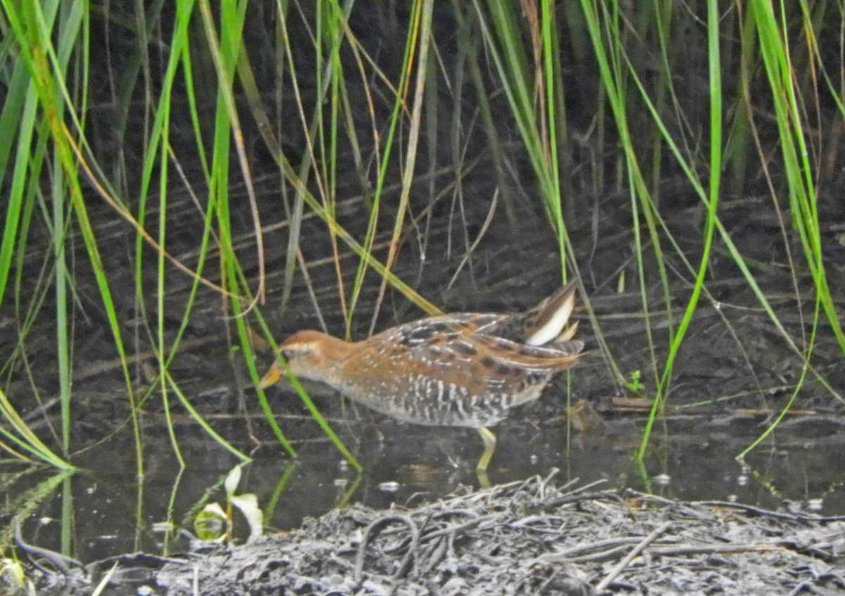 Polluela Sora - ML622705284