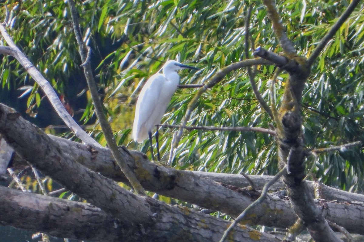 Little Egret - Vladislav Železný