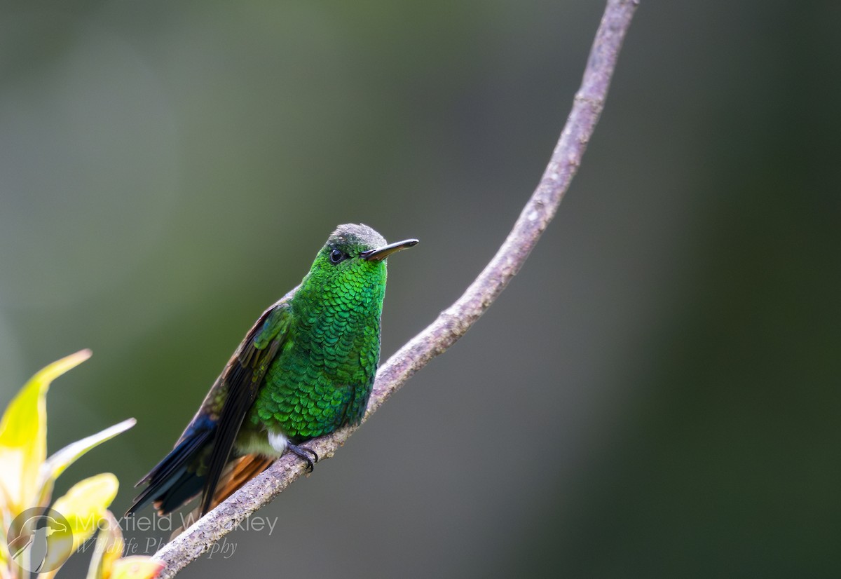 Blue-vented Hummingbird - ML622705365