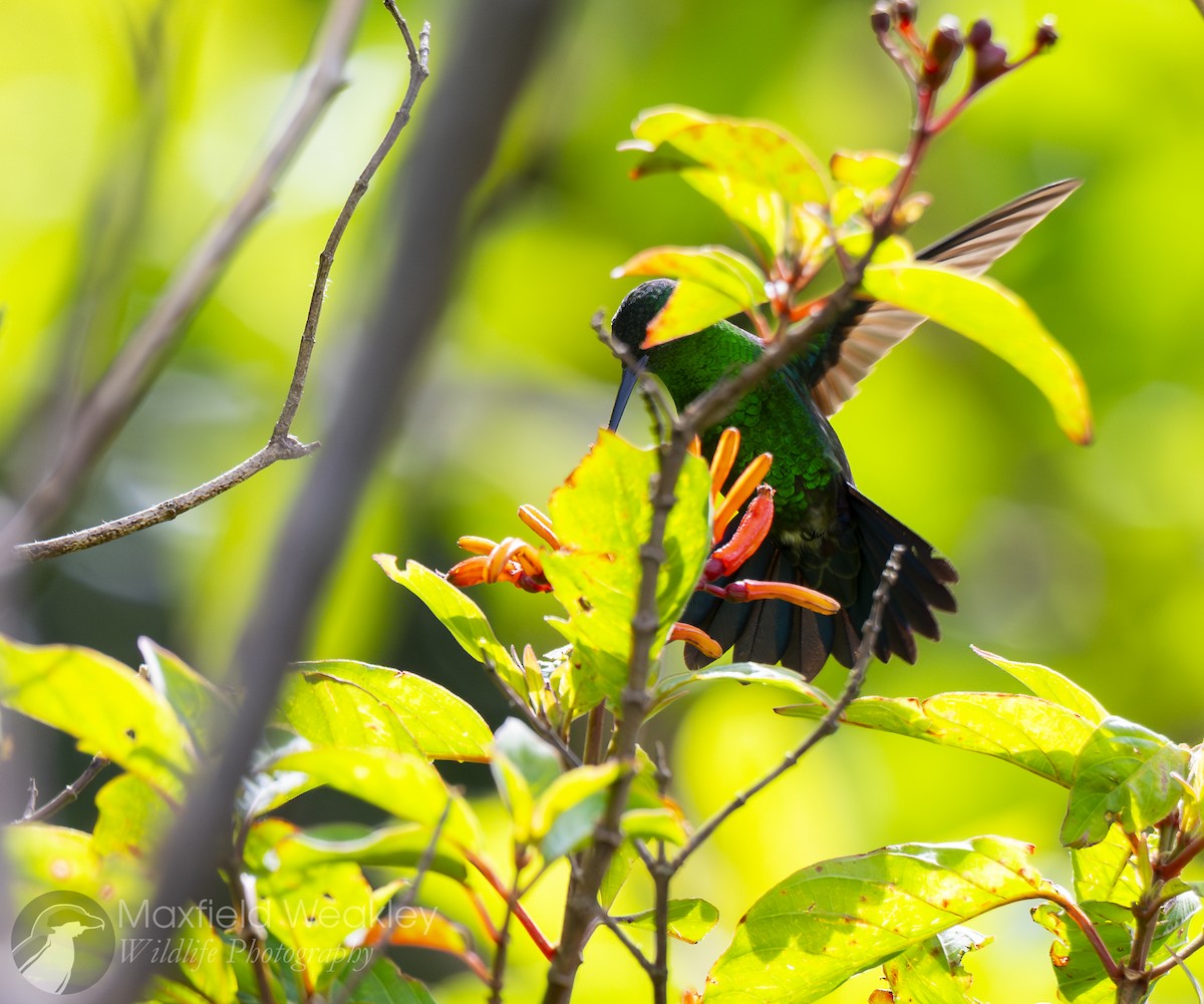 Blue-vented Hummingbird - ML622705383