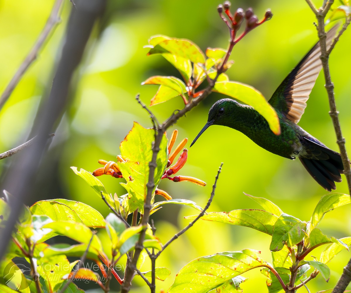 Blue-vented Hummingbird - ML622705384