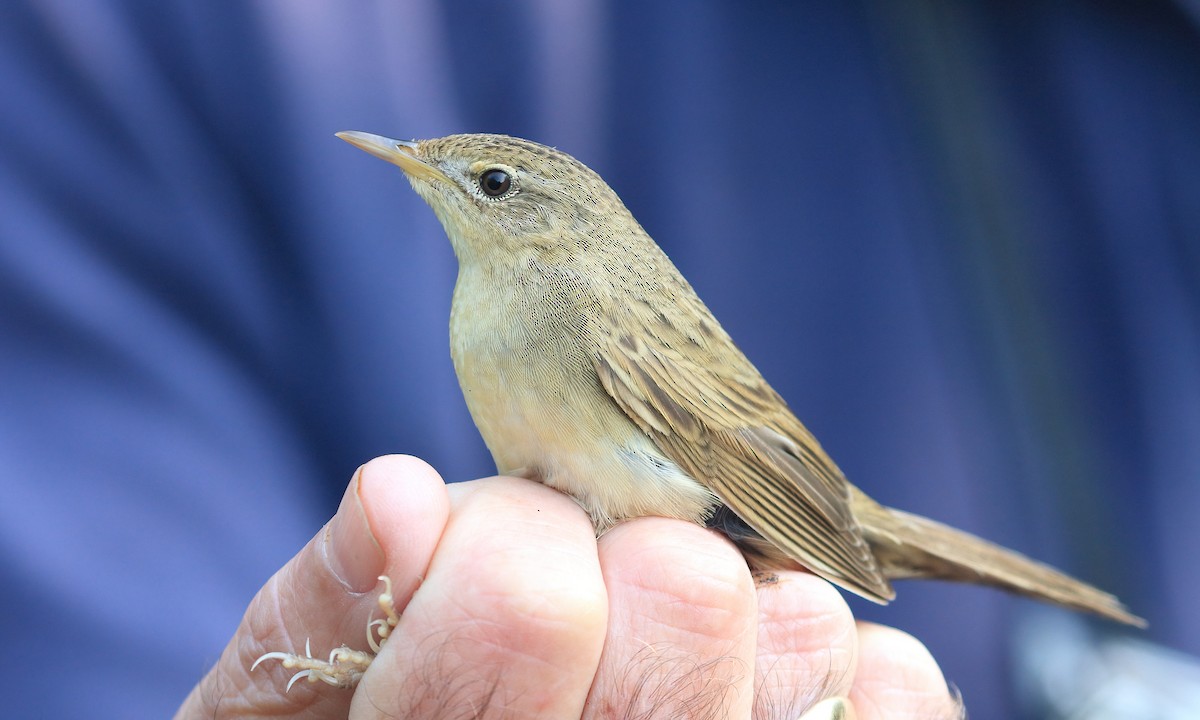 Common Grasshopper Warbler - Craig Reed