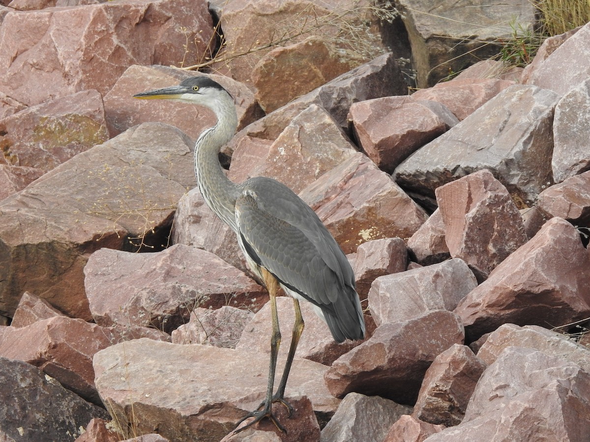 Great Blue Heron - ML622705440
