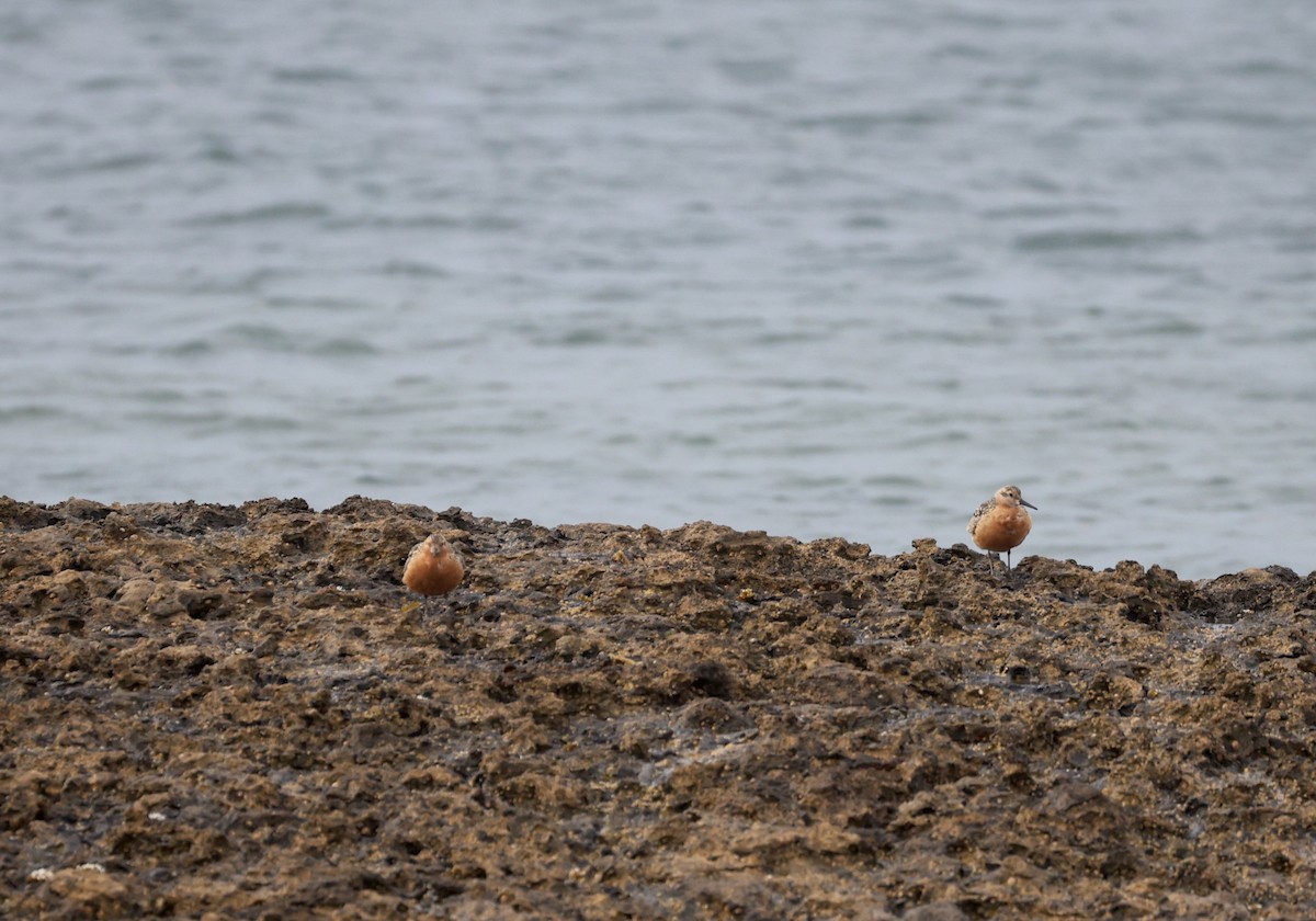 Red Knot - ML622705465