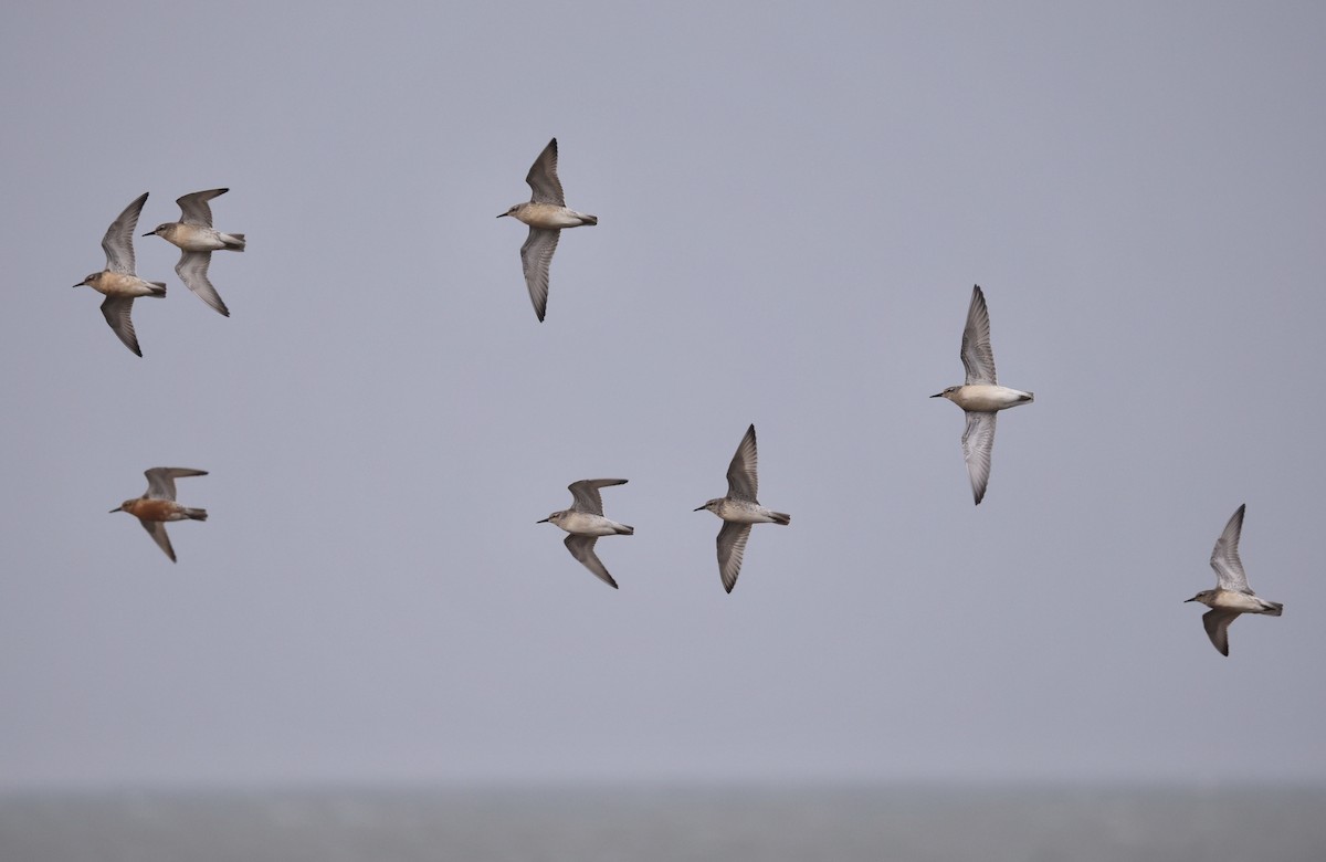 Red Knot - ML622705466