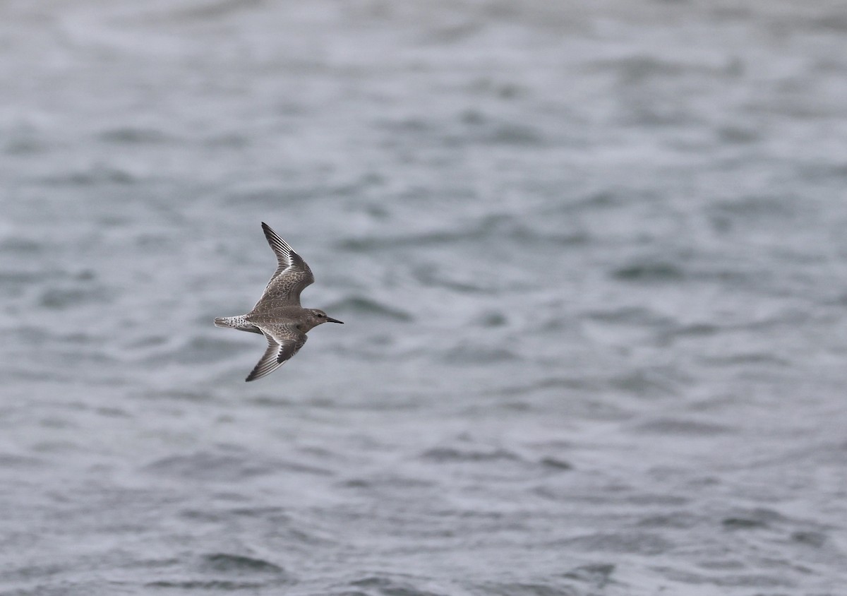 Red Knot - ML622705474