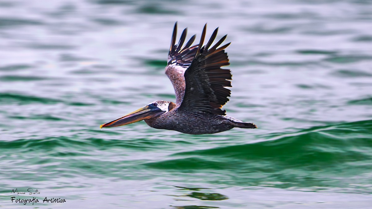 Brown Pelican - ML622705510