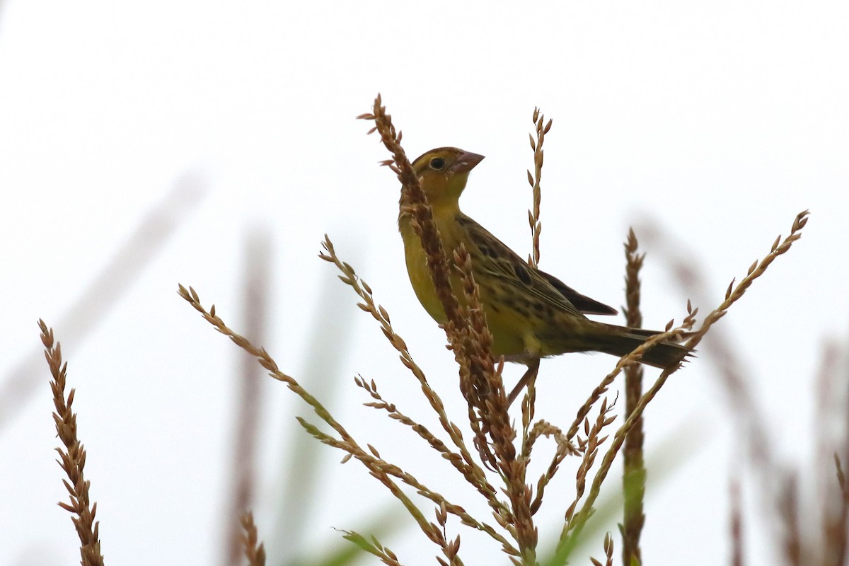 Bobolink - ML622705511