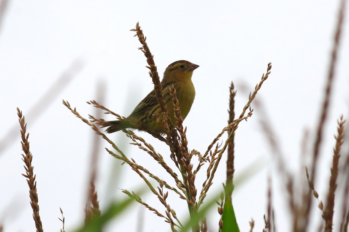 Bobolink - ML622705512