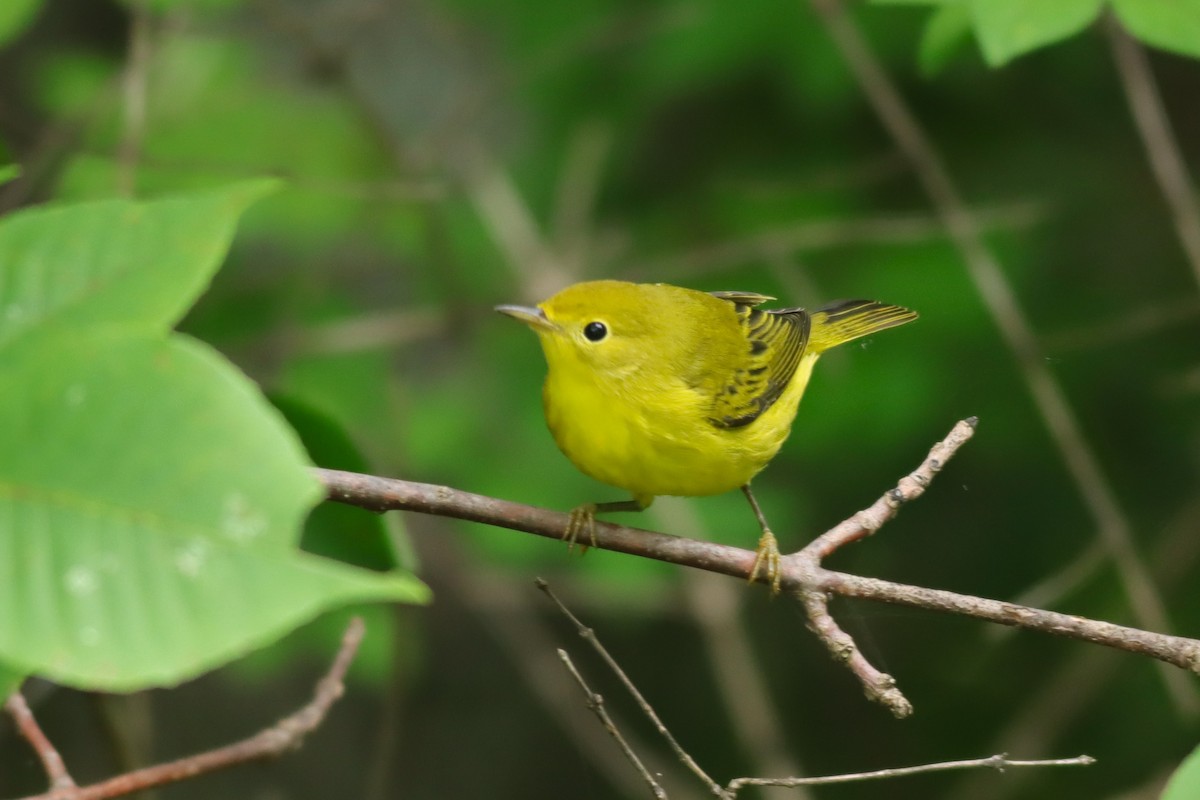 Yellow Warbler - ML622705551