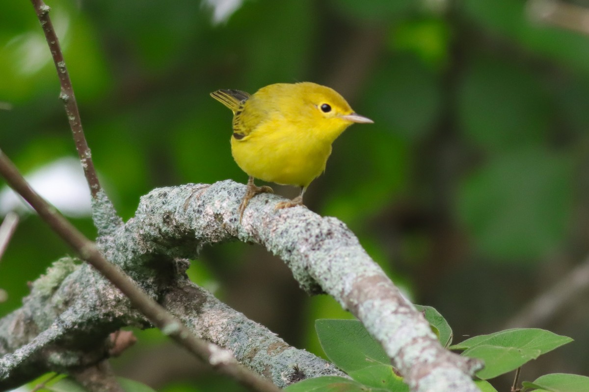 Yellow Warbler - ML622705552