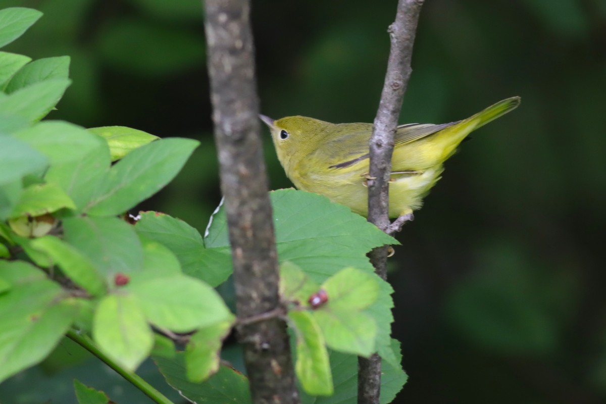 Yellow Warbler - ML622705553