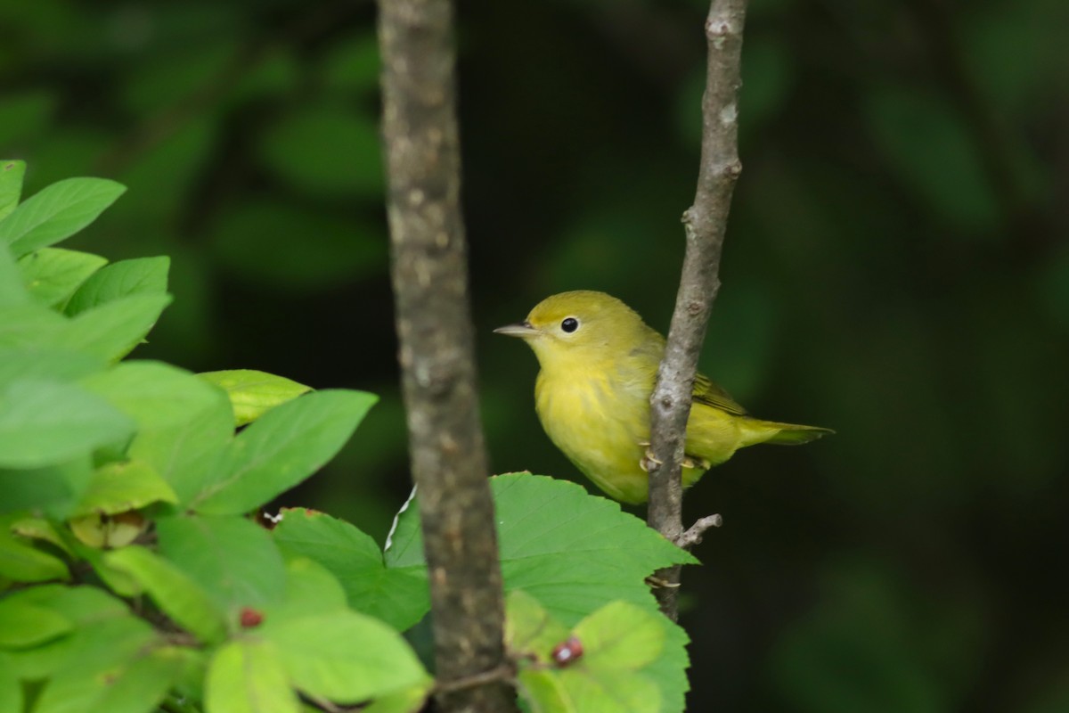 Yellow Warbler - ML622705554