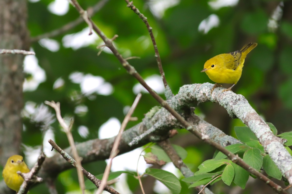 Yellow Warbler - ML622705555