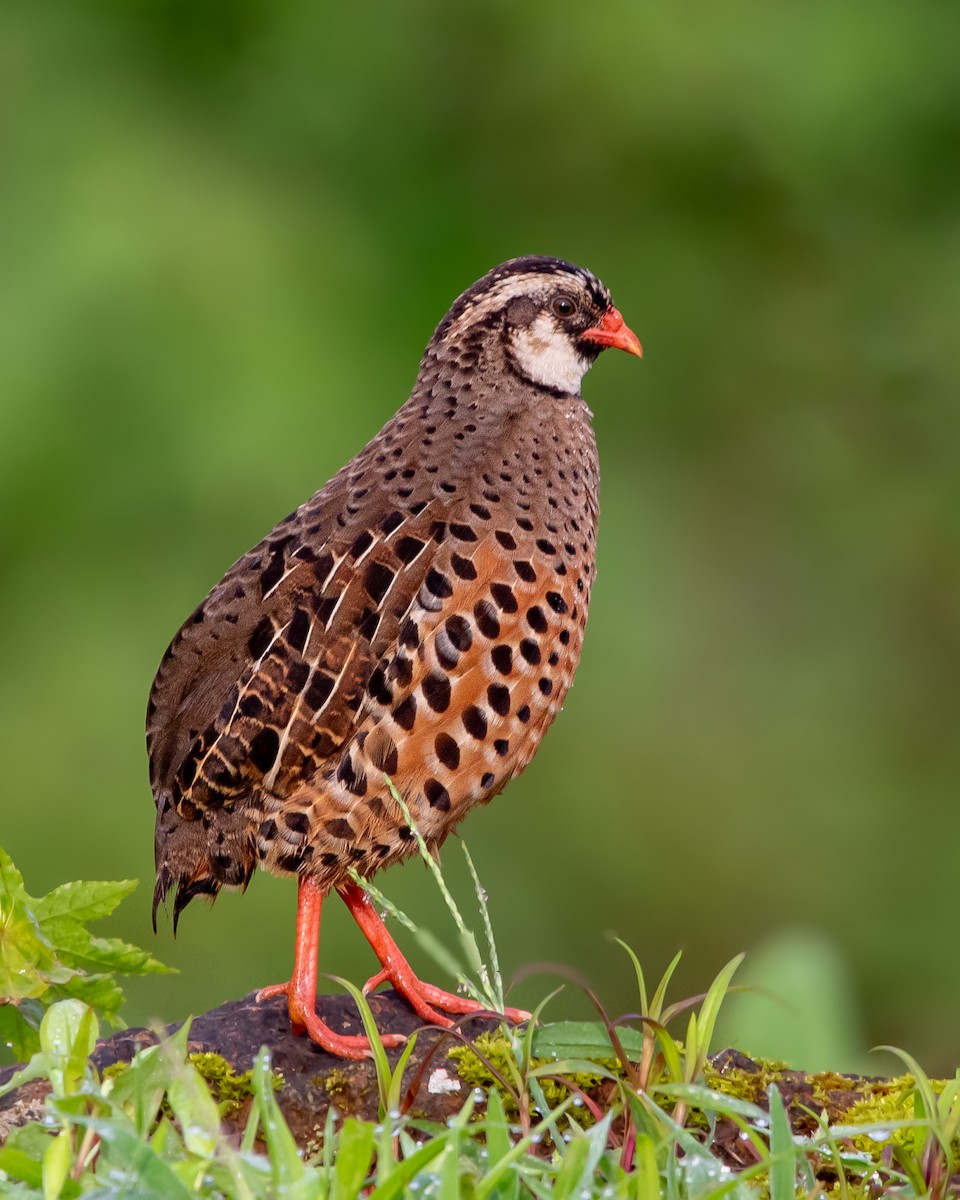 Painted Bush-Quail - ML622705576