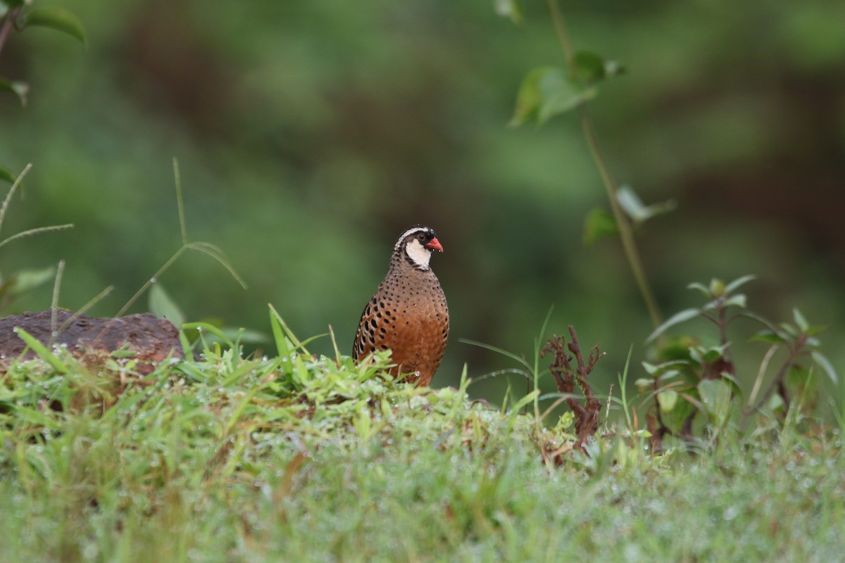 Painted Bush-Quail - ML622705630