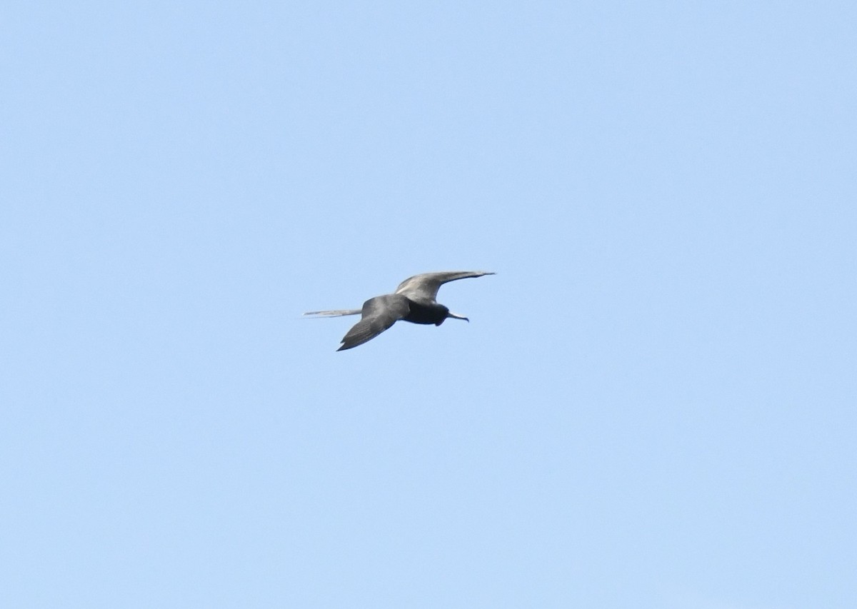 Magnificent Frigatebird - ML622705637