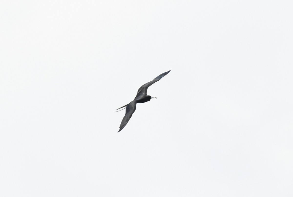 Magnificent Frigatebird - ML622705640