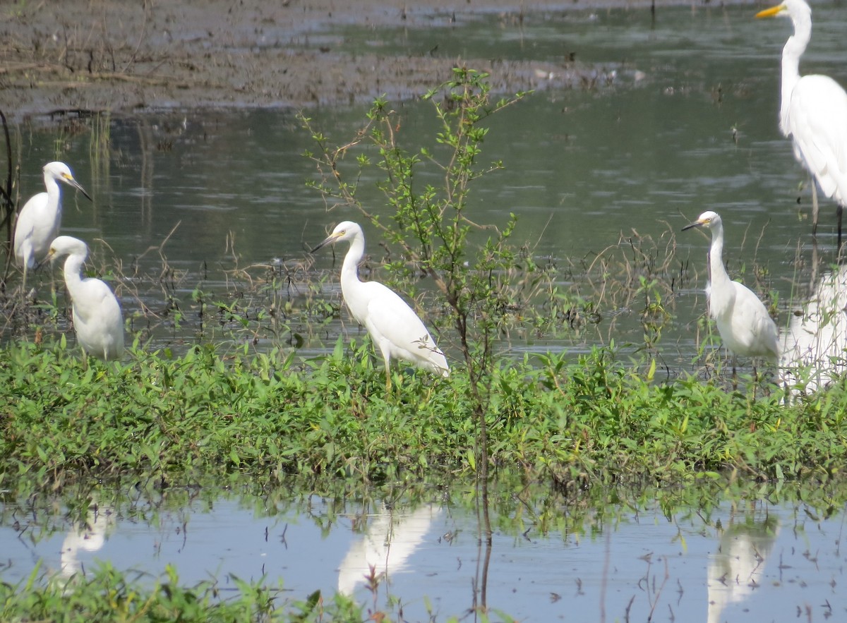 Snowy Egret - ML622705649