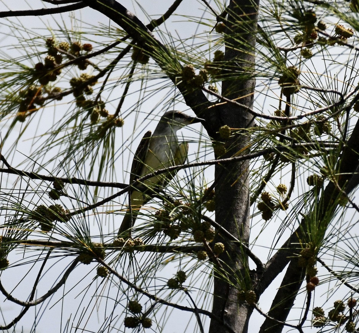 Gray Kingbird - ML622705664