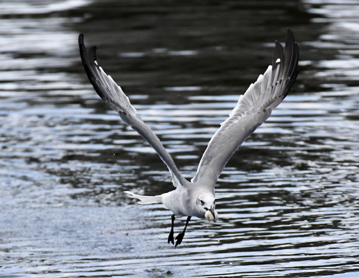 Mouette atricille - ML622705676