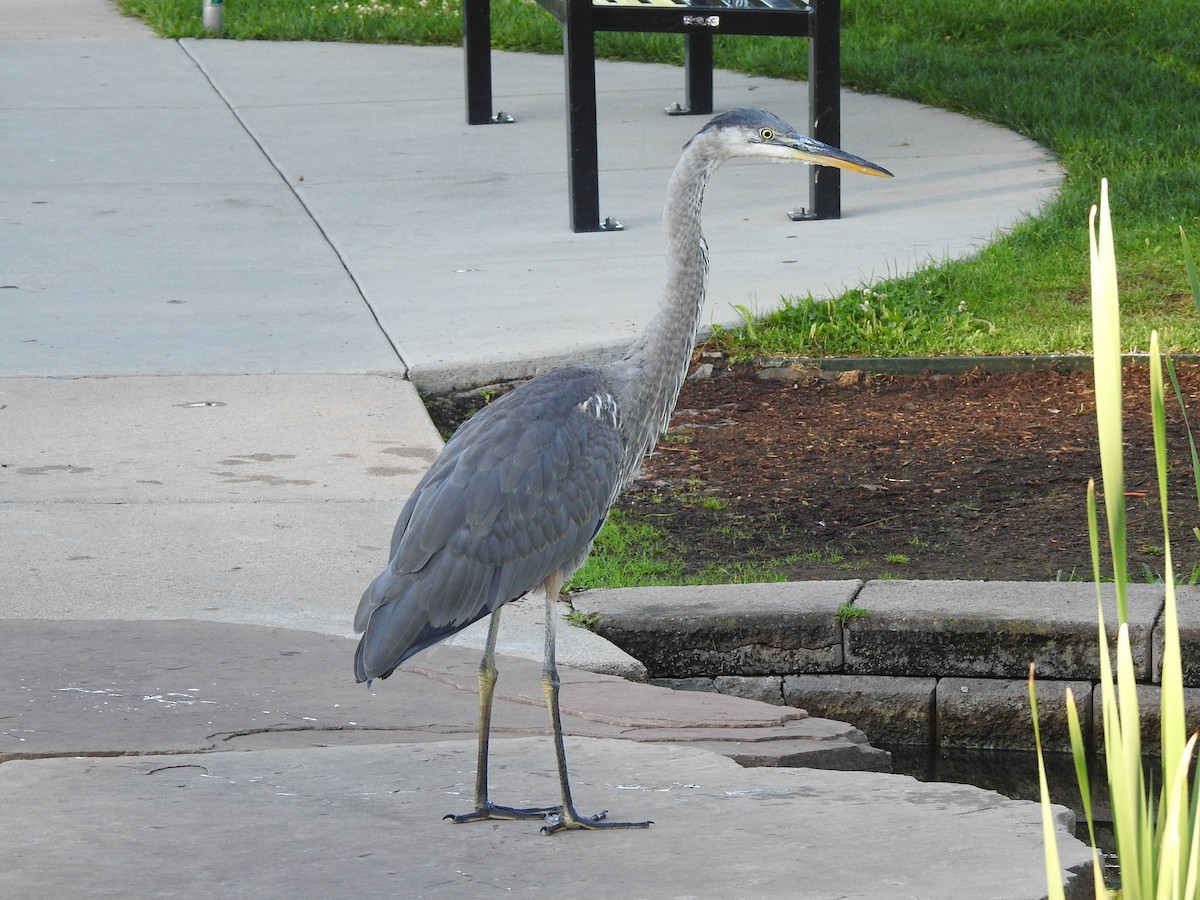 Great Blue Heron - ML622705677
