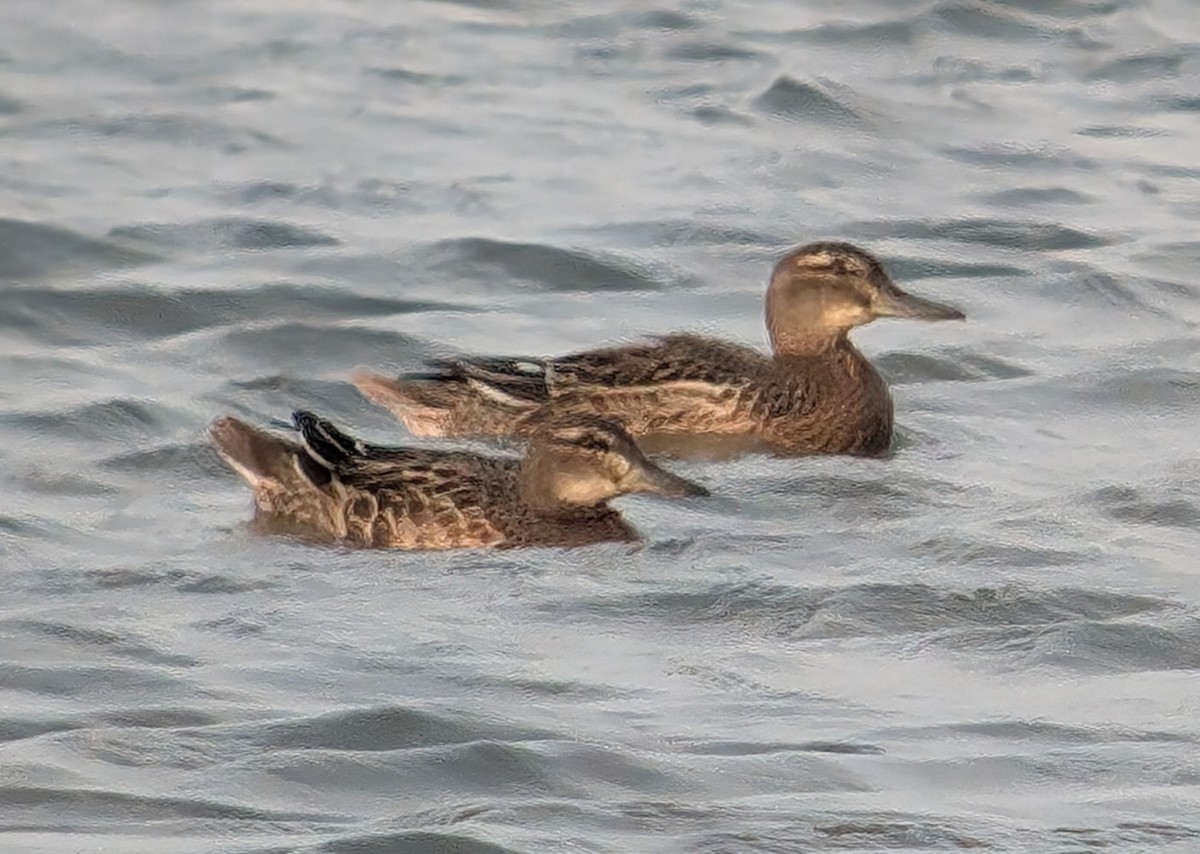 Garganey - ML622705682