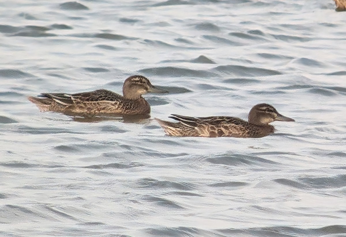 Garganey - ML622705683