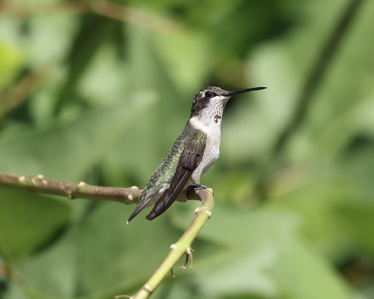 Ruby-throated Hummingbird - ML622705691