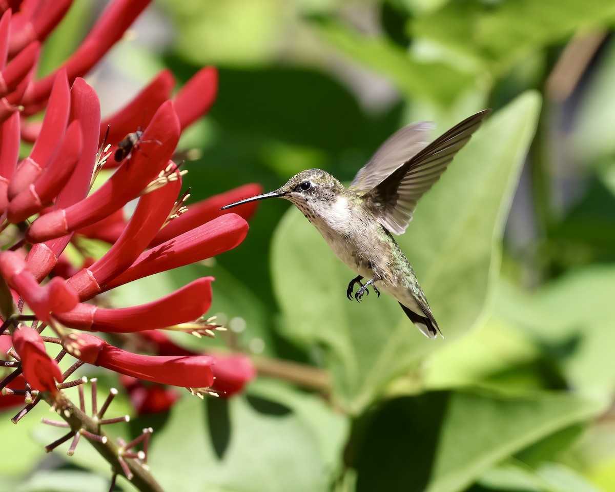 Ruby-throated Hummingbird - ML622705692